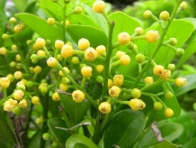 米蘭光長(zhǎng)葉子不開(kāi)花怎么辦？